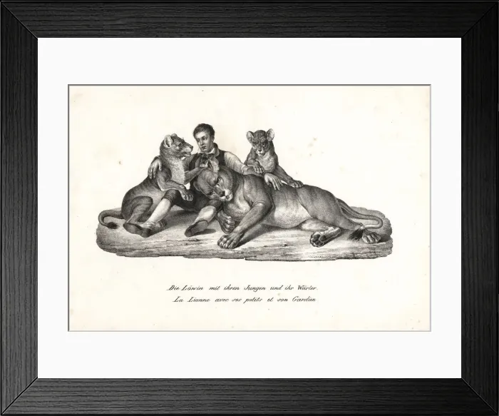 Framed Print : Lioness and cubs with trainer, Panthera leo Framed Print : Lioness and cubs with trainer, Panthera leo