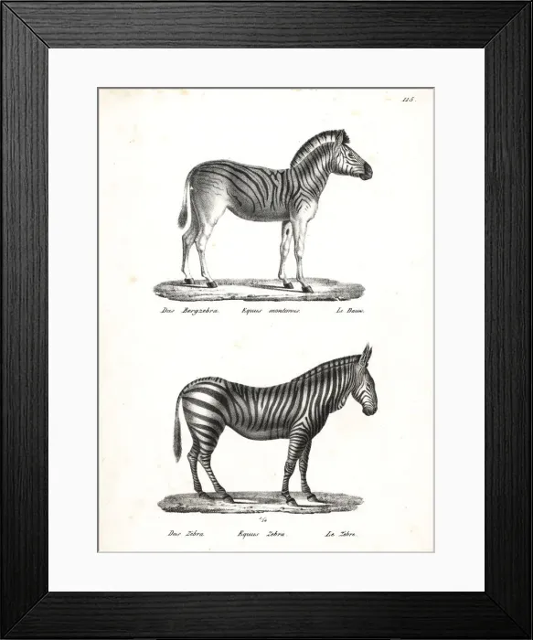 Framed Print : Plains zebra and mountain zebra Framed Print : Plains zebra and mountain zebra