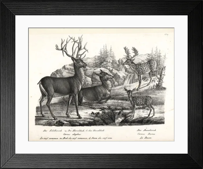 Framed Print : Red deer, Cervus elaphus, and fallow deer, Dama dama Framed Print : Red deer, Cervus elaphus, and fallow deer, Dama dama