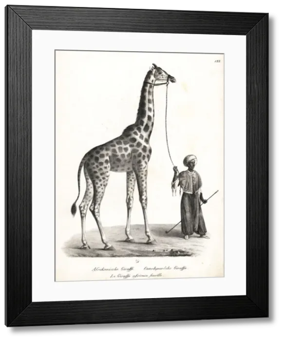 Framed Print : Giraffe, Giraffa camelopardalis Framed Print : Giraffe, Giraffa camelopardalis