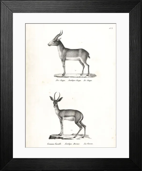 Framed Print : Saiga antelope (critically endangered) and Dorcas gazelle Framed Print : Saiga antelope (critically endangered) and Dorcas gazelle