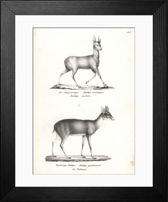 Framed Print : Klipspringer and four-horned antelope (vulnerable) Framed Print : Klipspringer and four-horned antelope (vulnerable)