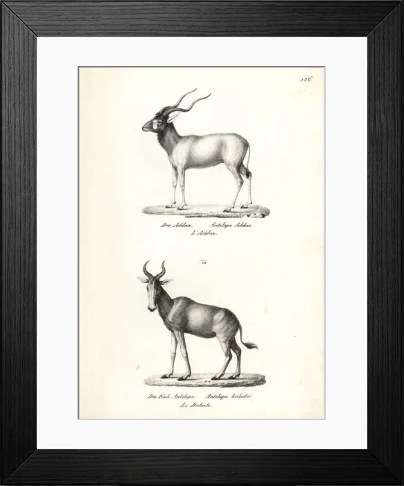 Framed Print : Addax antelope (critically endangered) Framed Print : Addax antelope (critically endangered)