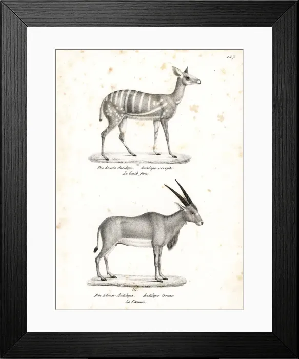Framed Print : Bushbuck and common eland Framed Print : Bushbuck and common eland