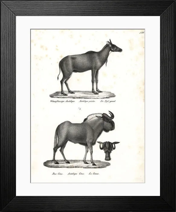 Framed Print : Nilgai and black wildebeest Framed Print : Nilgai and black wildebeest