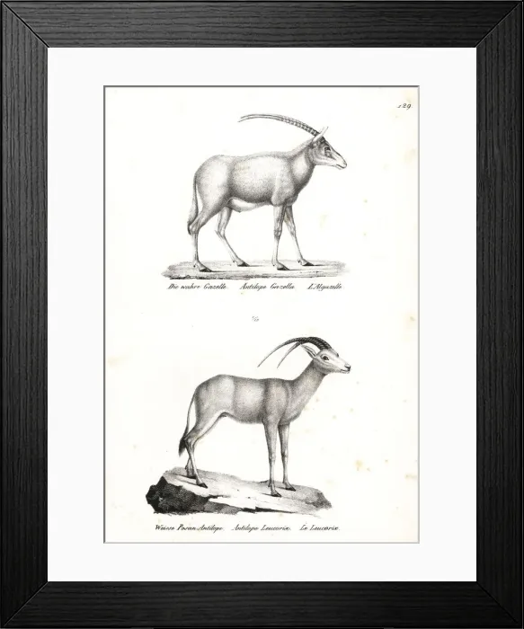 Framed Print : Rhim gazelle and Arabian oryx Framed Print : Rhim gazelle and Arabian oryx