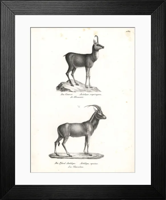 Framed Print : Chamois and roan antelope Framed Print : Chamois and roan antelope