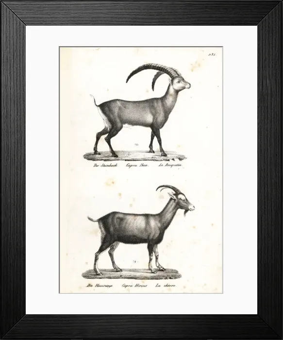 Framed Print : Alpine ibex and domestic goat Framed Print : Alpine ibex and domestic goat