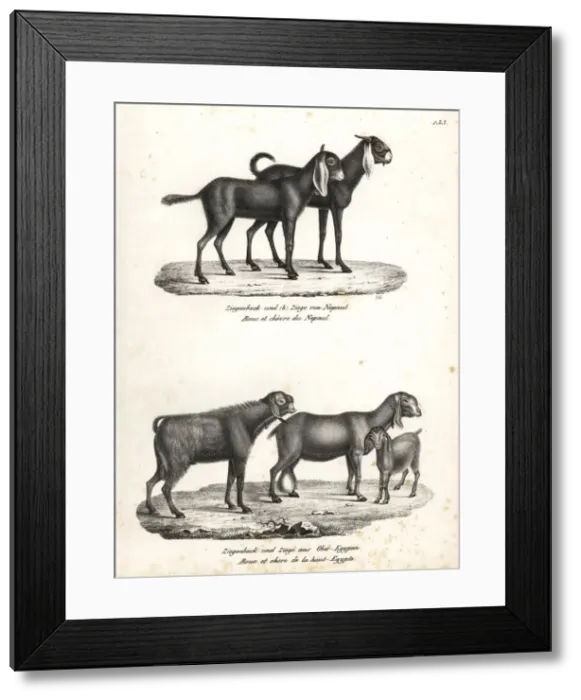 Framed Print : Nepal goat and Egyptian goat Framed Print : Nepal goat and Egyptian goat