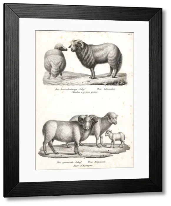 Framed Print : Broad-tailed sheep and merino sheep Framed Print : Broad-tailed sheep and merino sheep