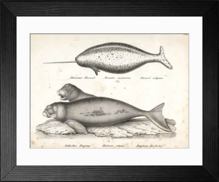 Framed Print : Narwhal and dugong (vulnerable) Framed Print : Narwhal and dugong (vulnerable)
