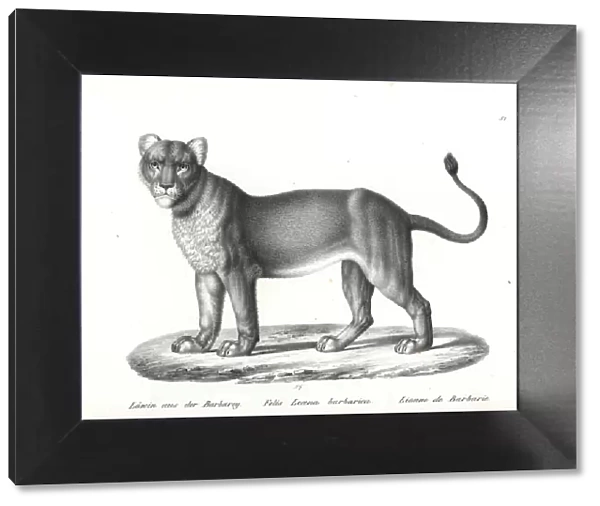 Barbary lion, female, Panthera leo barbaricus, extinct