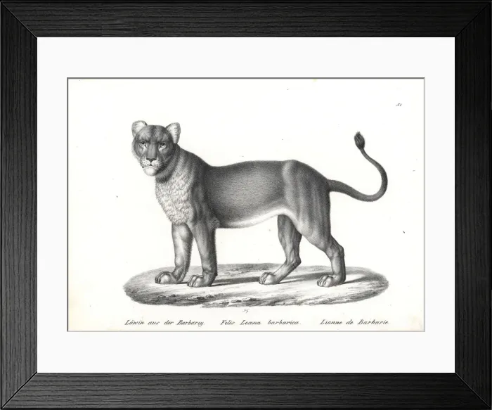 Framed Print : Barbary lion, female, Panthera leo barbaricus, extinct Framed Print : Barbary lion, female, Panthera leo barbaricus, extinct