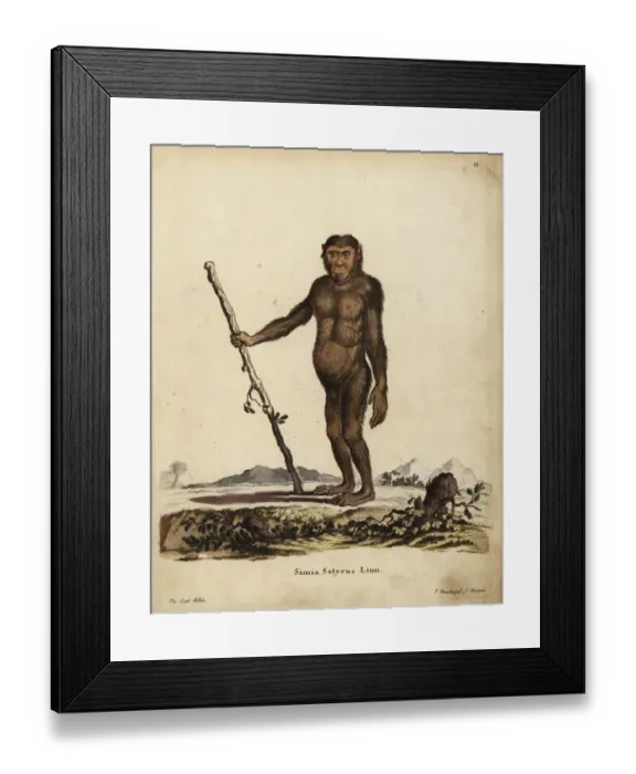 Framed Print : Common chimpanzee, Pan troglodytes. Endangered Framed Print : Common chimpanzee, Pan troglodytes. Endangered