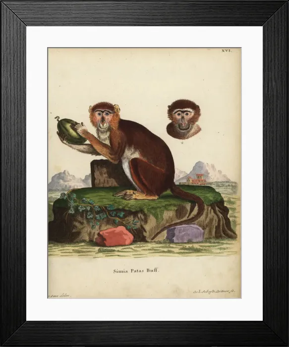 Framed Print : Patas monkey, Erythrocebus patas Framed Print : Patas monkey, Erythrocebus patas