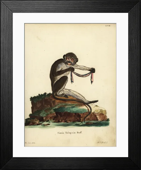 Framed Print : Southern talapoin monkey, Miopithecus talapoin Framed Print : Southern talapoin monkey, Miopithecus talapoin
