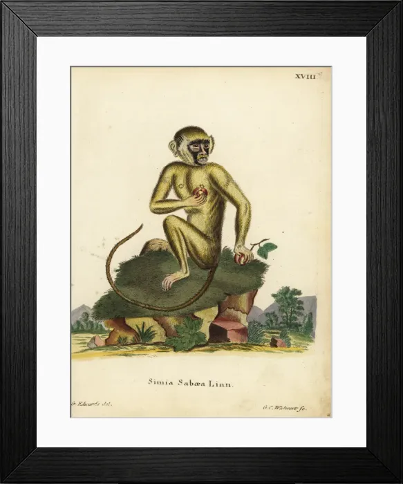 Framed Print : Green monkey, Chlorocebus sabaeus Framed Print : Green monkey, Chlorocebus sabaeus