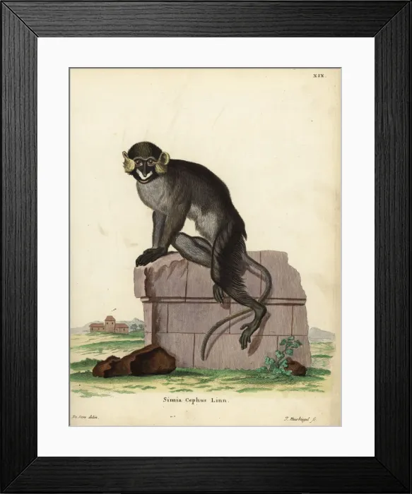 Framed Print : Moustached guenon or moustached monkey, Cercopithecus cephus Framed Print : Moustached guenon or moustached monkey, Cercopithecus cephus