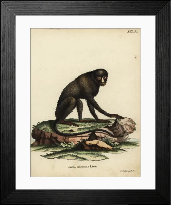 Framed Print : Greater spot-nosed monkey or putty-nosed monkey Framed Print : Greater spot-nosed monkey or putty-nosed monkey