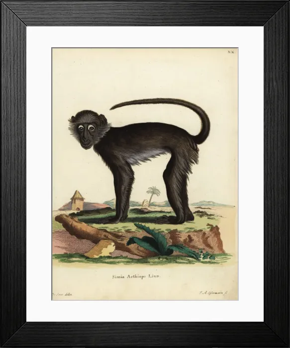 Framed Print : Grivet monkey, Chlorocebus aethiops