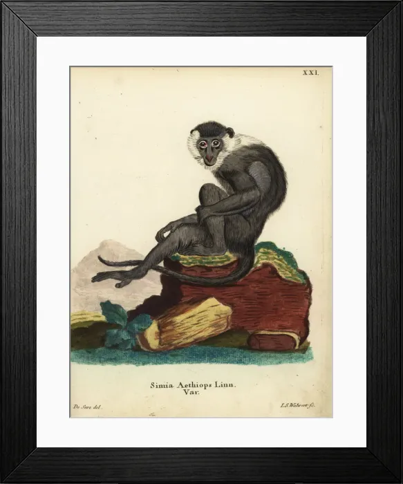 Framed Print : Sooty mangabey, Cercocebus atys Framed Print : Sooty mangabey, Cercocebus atys