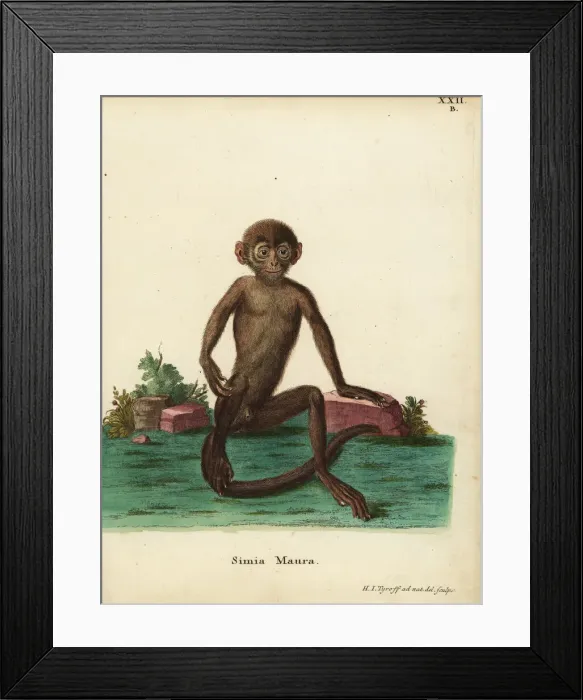Framed Print : Young banded langur, Presbytis femoralis Framed Print : Young banded langur, Presbytis femoralis