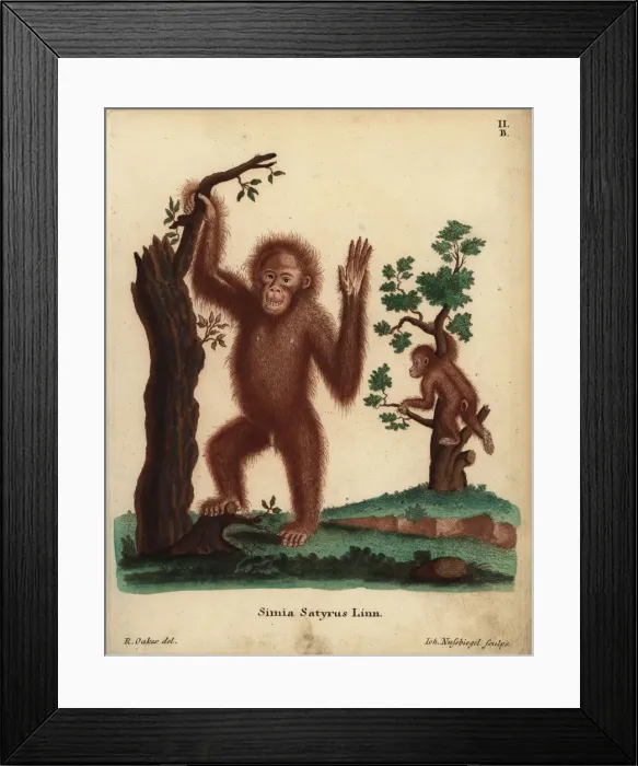 Framed Print : Sumatran orangutan, Pongo abelii. Critically endangered Framed Print : Sumatran orangutan, Pongo abelii. Critically endangered
