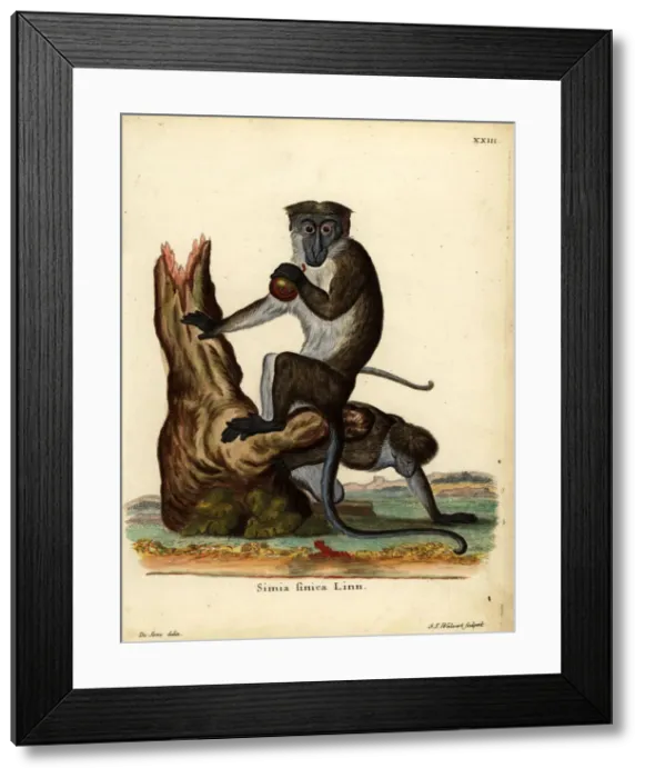 Framed Print : Toque macaque, Macaca sinica. Endangered Framed Print : Toque macaque, Macaca sinica. Endangered