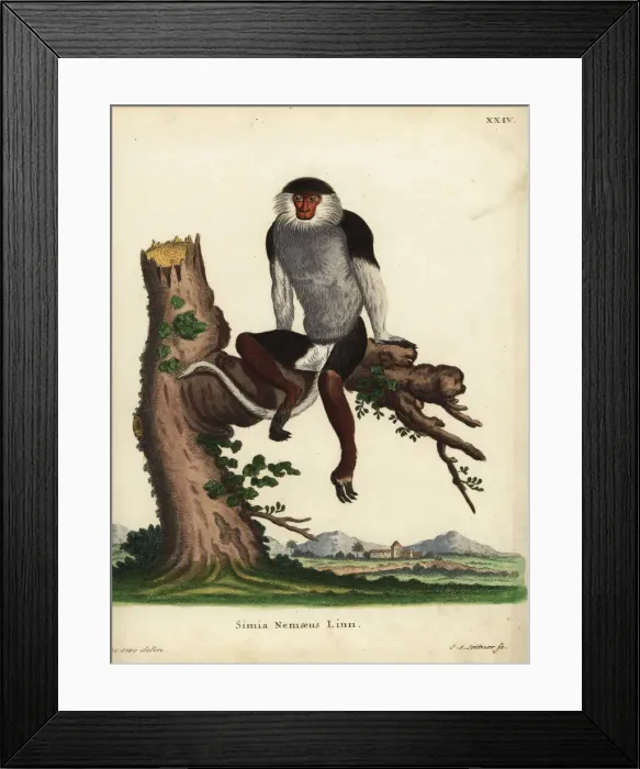 Framed Print : Red-shanked douc, Pygathrix nemaeus. Endangered Framed Print : Red-shanked douc, Pygathrix nemaeus. Endangered