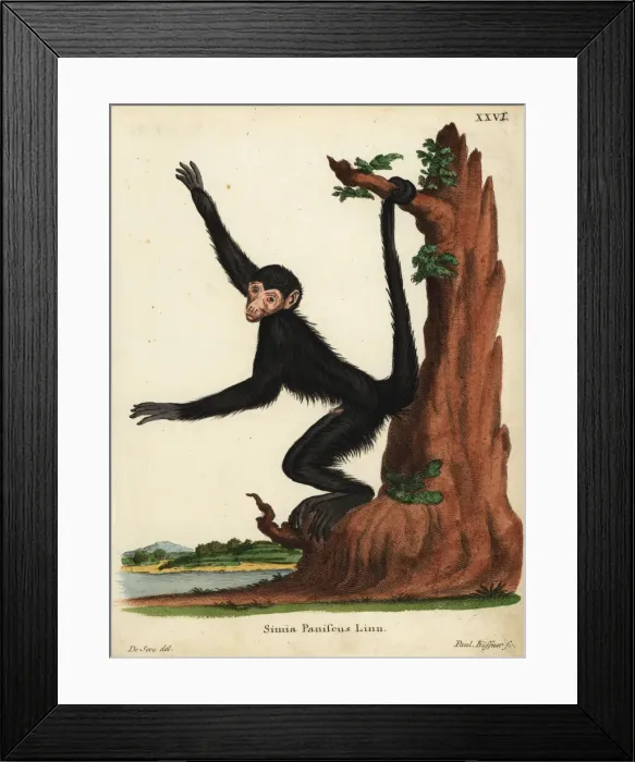 Framed Print : Red-faced spider monkey, Ateles paniscus. Vulnerable Framed Print : Red-faced spider monkey, Ateles paniscus. Vulnerable