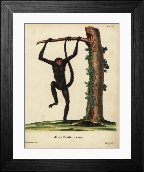 Framed Print : Red-faced spider monkey, Ateles paniscus. Vulnerable Framed Print : Red-faced spider monkey, Ateles paniscus. Vulnerable