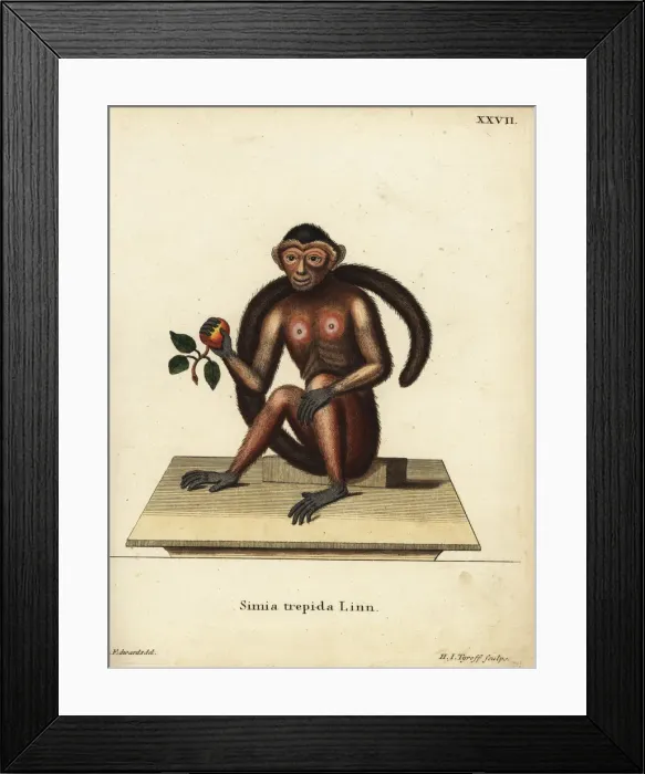 Framed Print : Tufted capuchin monkey, Sapajus apella Framed Print : Tufted capuchin monkey, Sapajus apella
