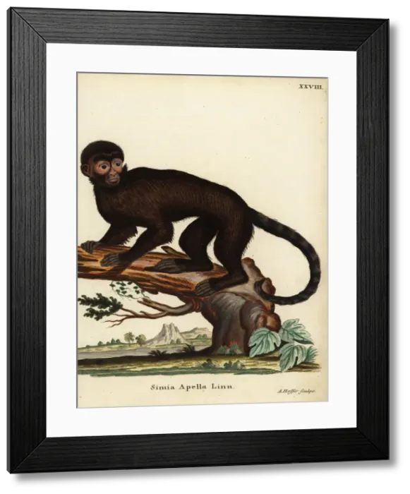 Framed Print : Tufted capuchin monkey, Sapajus apella Framed Print : Tufted capuchin monkey, Sapajus apella