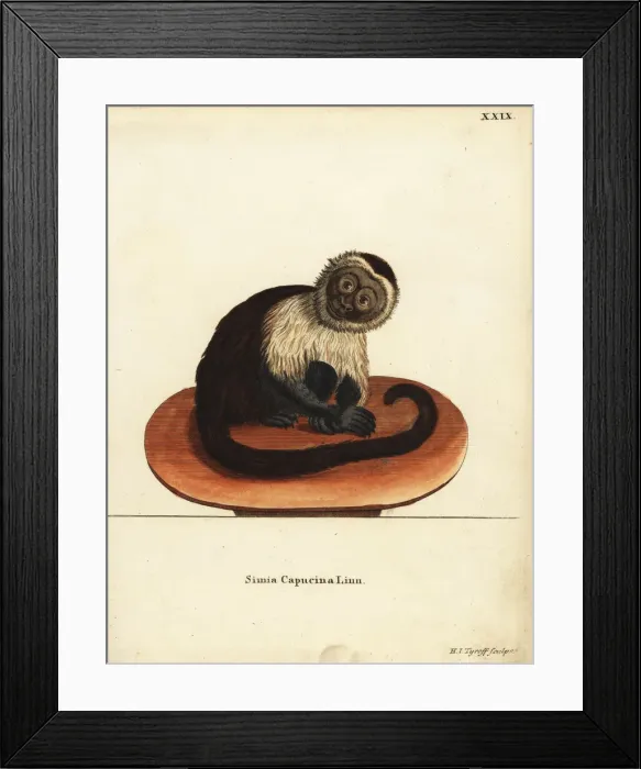 Framed Print : White-headed capuchin monkey, Cebus capucinus Framed Print : White-headed capuchin monkey, Cebus capucinus