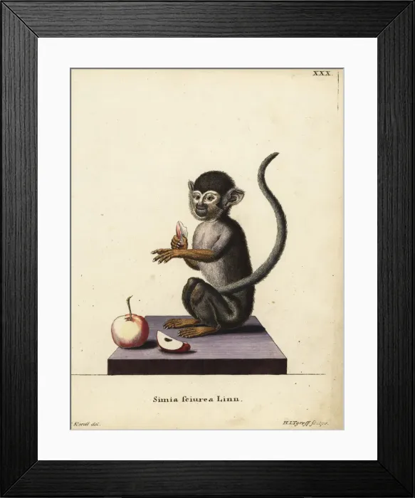 Framed Print : Common squirrel monkey, Saimiri sciureus Framed Print : Common squirrel monkey, Saimiri sciureus