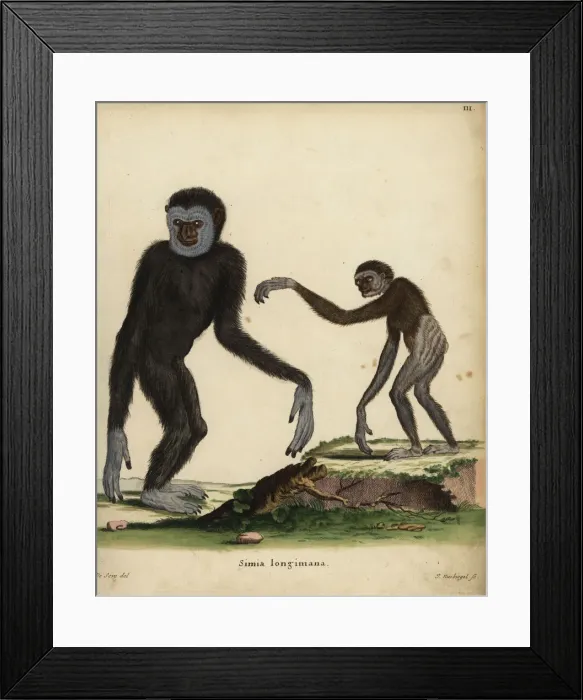 Framed Print : White-handed or lar gibbon, Hylobates lar. Endangered Framed Print : White-handed or lar gibbon, Hylobates lar. Endangered