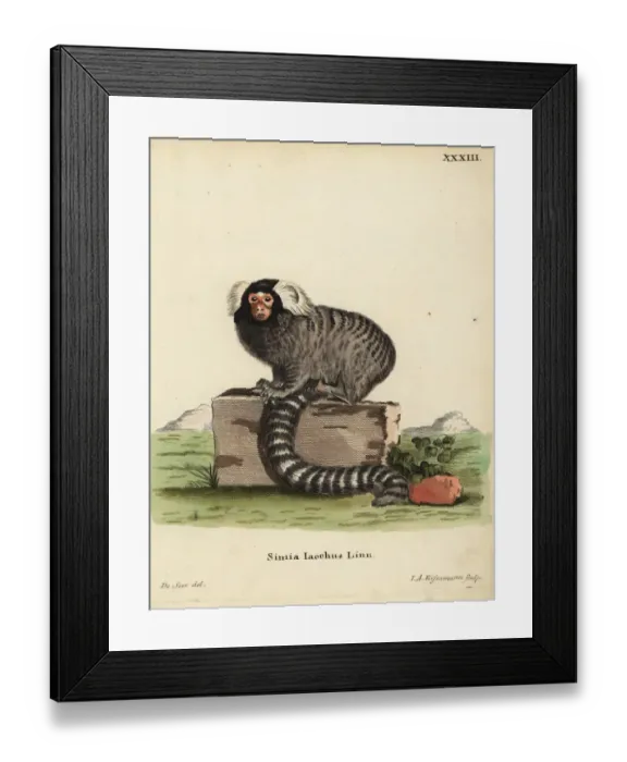 Framed Print : Common marmoset, Callithrix jacchus Framed Print : Common marmoset, Callithrix jacchus