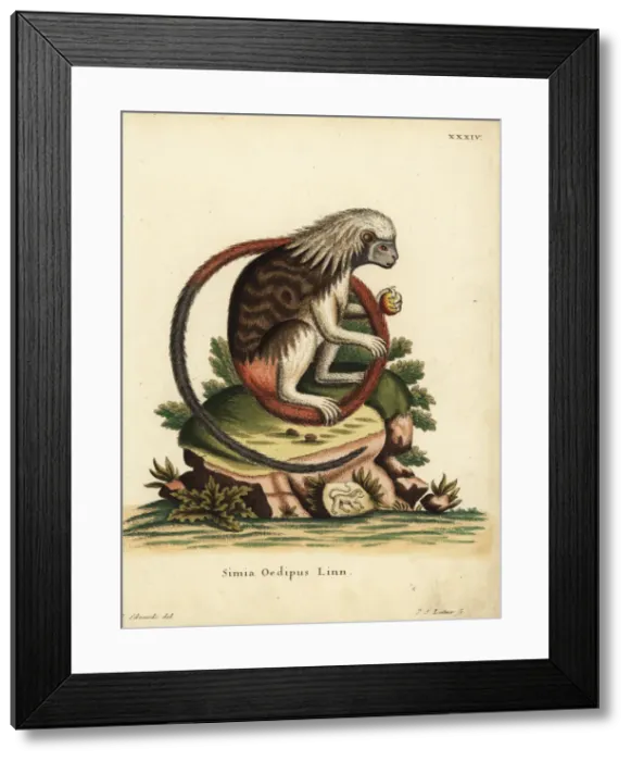 Framed Print : Cotton-top tamarin, Saguinus oedipus. Critically endangered Framed Print : Cotton-top tamarin, Saguinus oedipus. Critically endangered