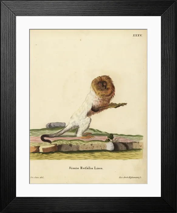 Framed Print : Golden lion tamarin or golden marmoset, Leontopithecus Framed Print : Golden lion tamarin or golden marmoset, Leontopithecus