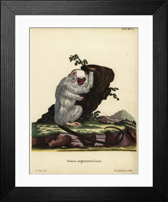 Framed Print : Silvery marmoset, Mico argentatus Framed Print : Silvery marmoset, Mico argentatus