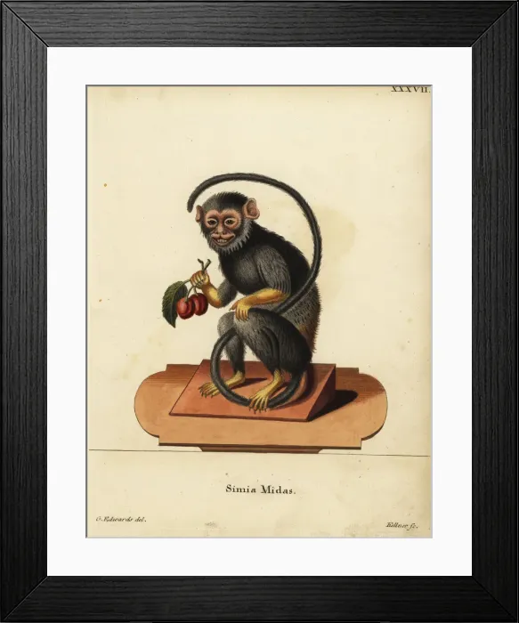Framed Print : Red-handed or golden-handed tamarin, Saguinus midas Framed Print : Red-handed or golden-handed tamarin, Saguinus midas