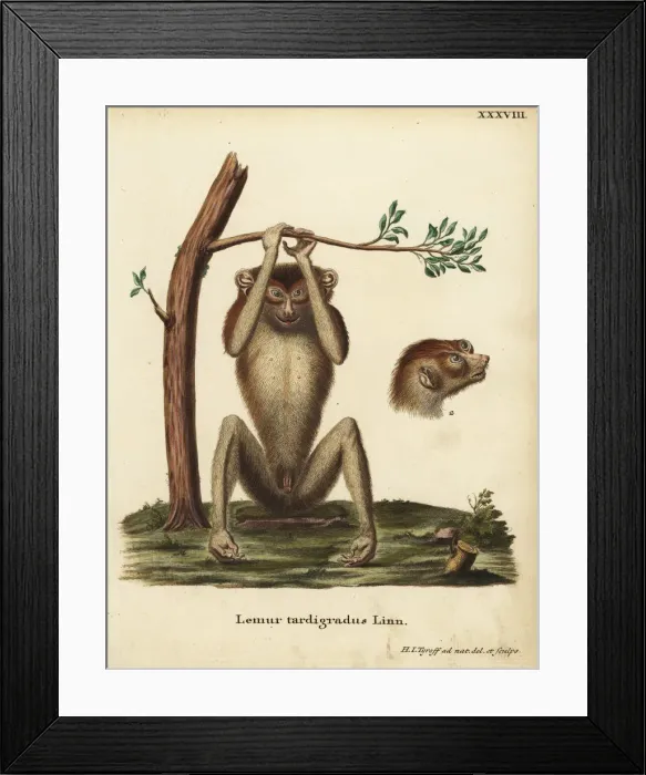 Framed Print : Slow-paced lemur or red slender loris, Loris Framed Print : Slow-paced lemur or red slender loris, Loris