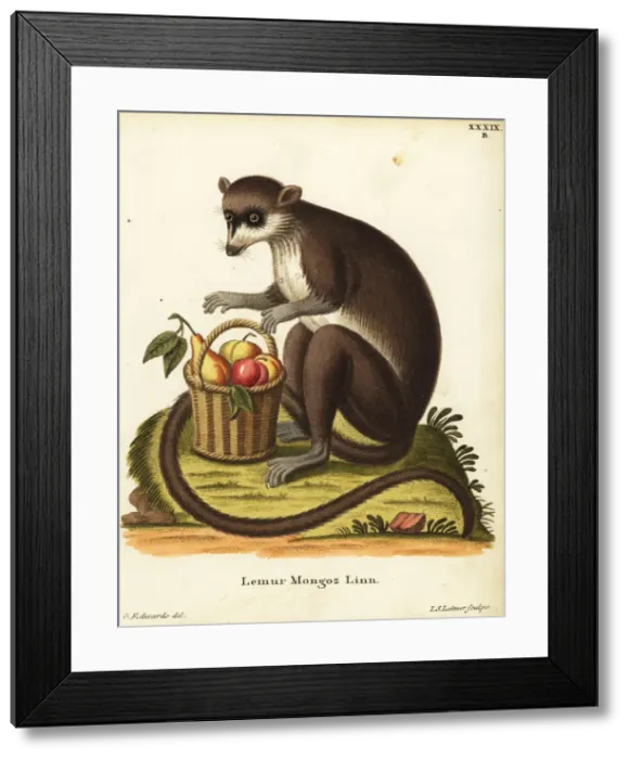 Framed Print : Mongoose lemur, Eulemur mongoz. Critically endangered Framed Print : Mongoose lemur, Eulemur mongoz. Critically endangered