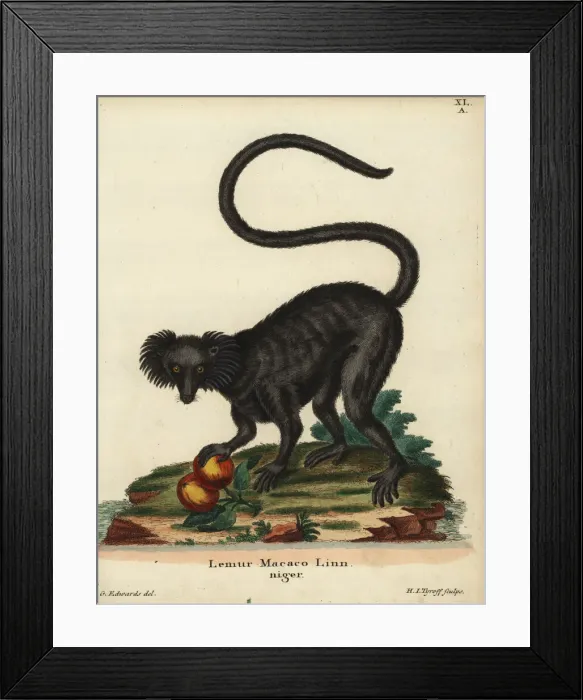 Framed Print : Black ruffed lemur, Varecia variegata. Critically endangered Framed Print : Black ruffed lemur, Varecia variegata. Critically endangered