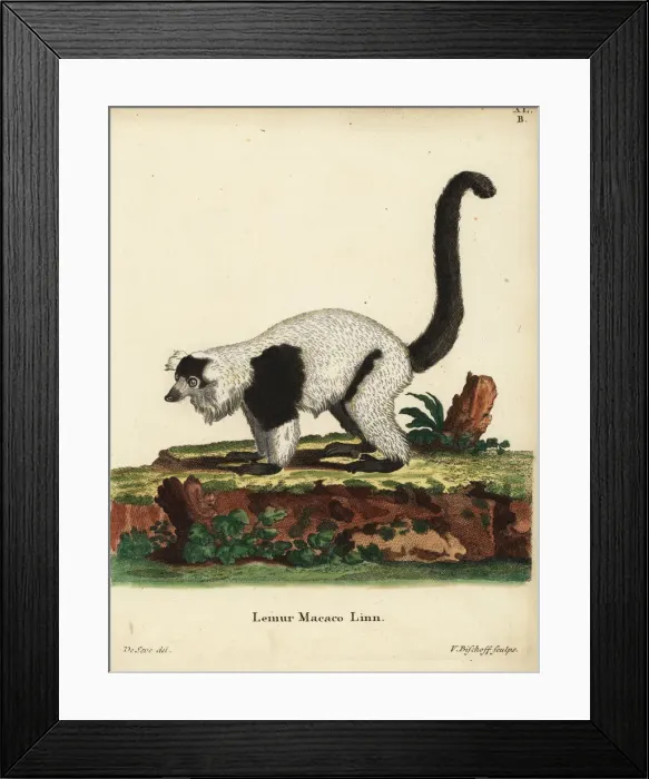 Framed Print : Black-and-white ruffed lemur, Varecia variegata Framed Print : Black-and-white ruffed lemur, Varecia variegata