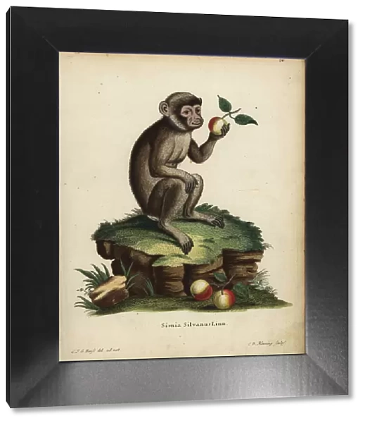 Barbary ape or macaque, Macaca sylvanus. Endangered