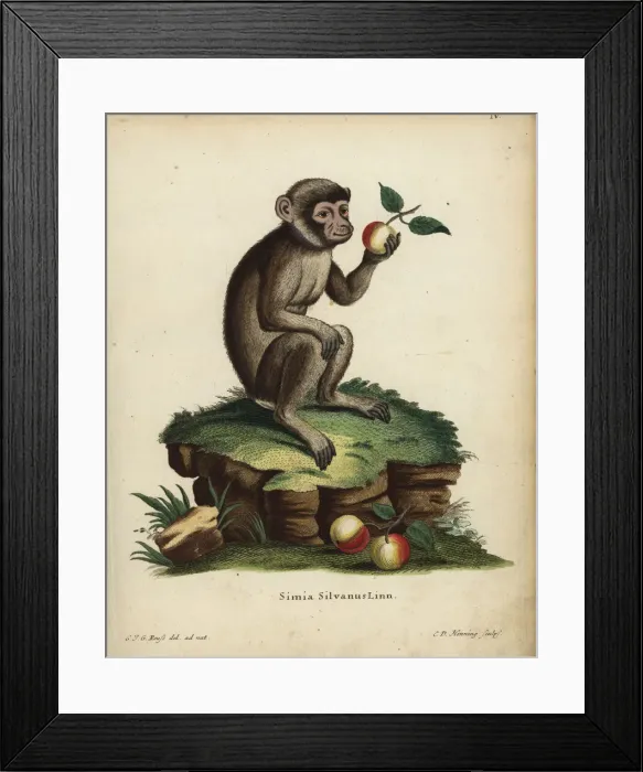 Framed Print : Barbary ape or macaque, Macaca sylvanus. Endangered Framed Print : Barbary ape or macaque, Macaca sylvanus. Endangered