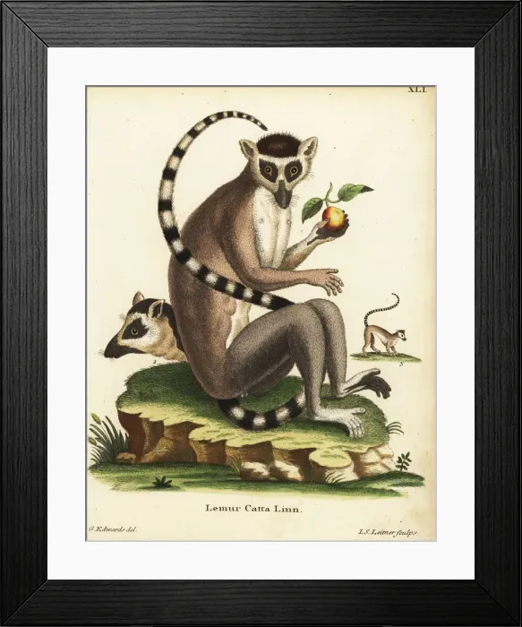 Framed Print : Ring-tailed lemur, Lemur catta. Endangered Framed Print : Ring-tailed lemur, Lemur catta. Endangered