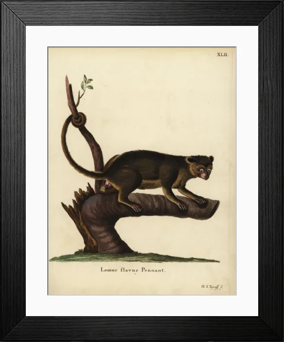 Framed Print : Kinkajou, Potos flavus Framed Print : Kinkajou, Potos flavus