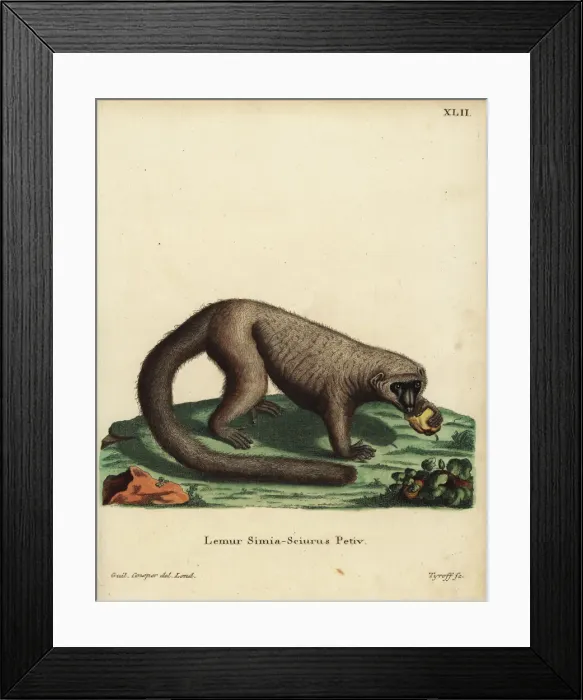 Framed Print : Mongoose lemur, Eulemur mongoz. Critically endangered Framed Print : Mongoose lemur, Eulemur mongoz. Critically endangered